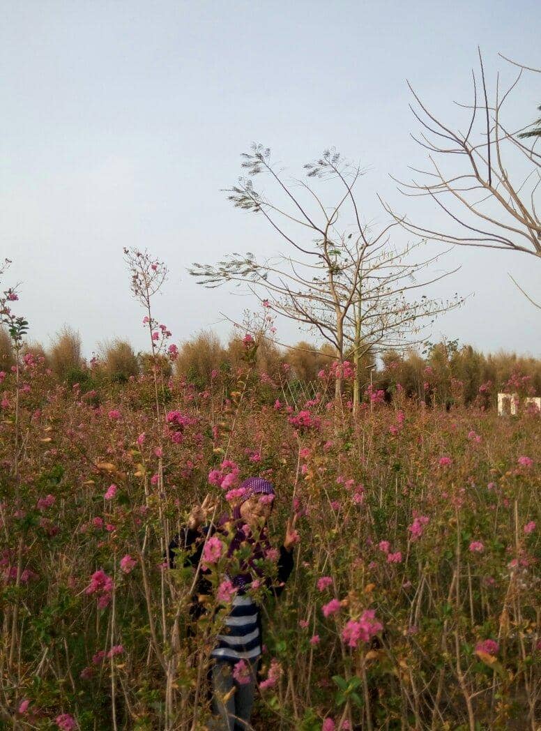 Vibrant Flower Gardens