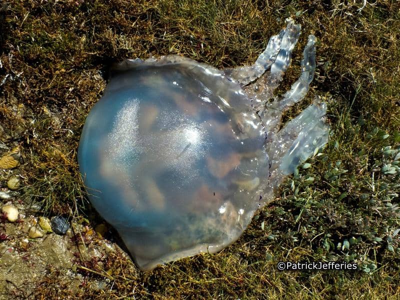 Wild Chesil Centre Exhibitions