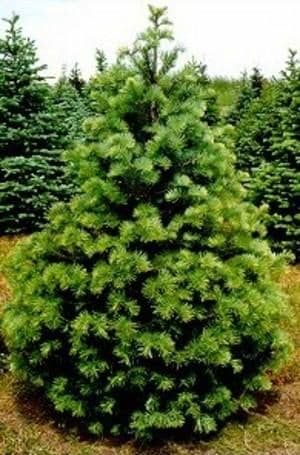 Pick-Your-Own Produce