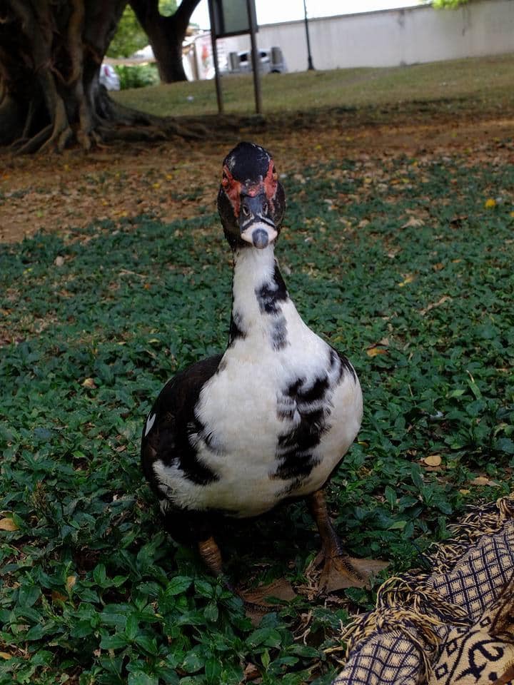 Avian Paradise