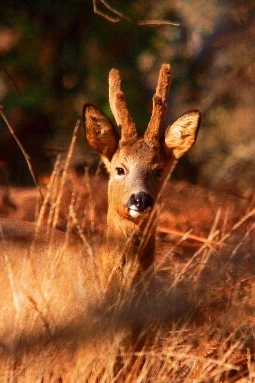Adventure Playground