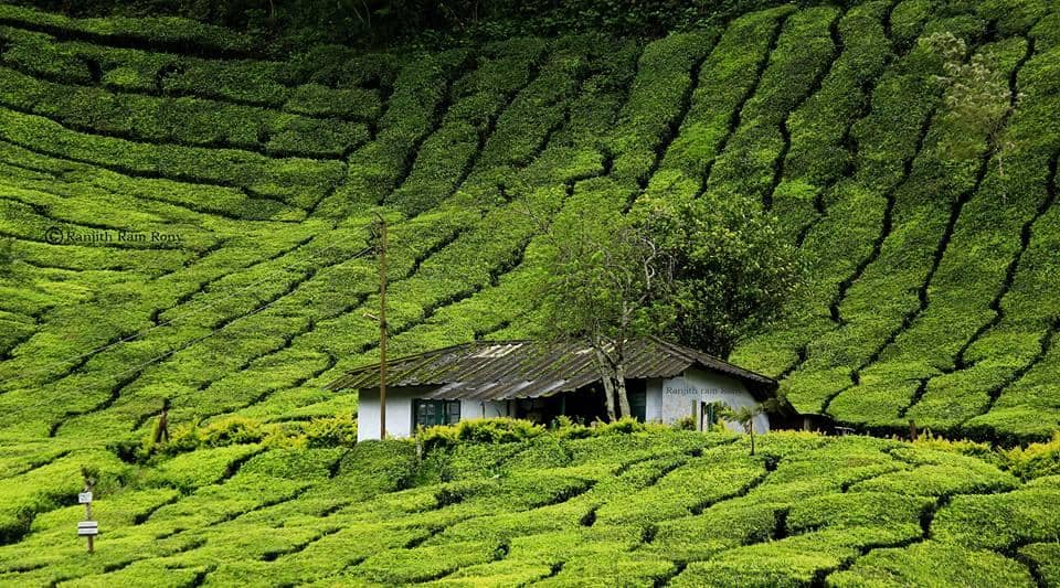 Eravikulam National Park