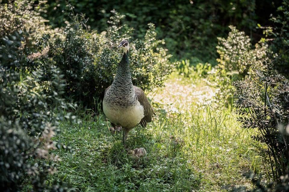 Peaceful Nature Walks