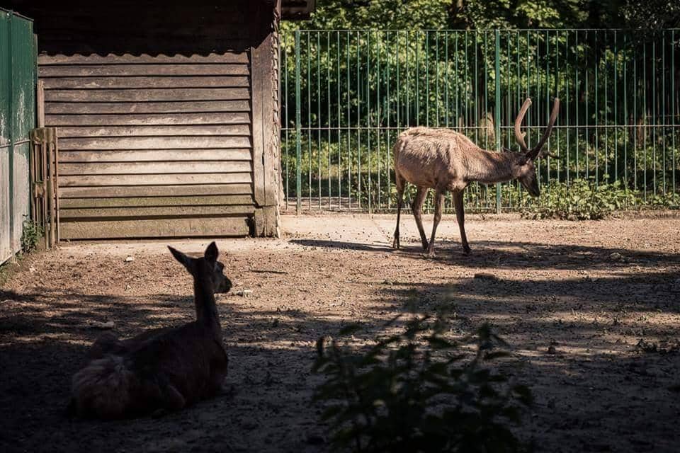 Deer Sightings