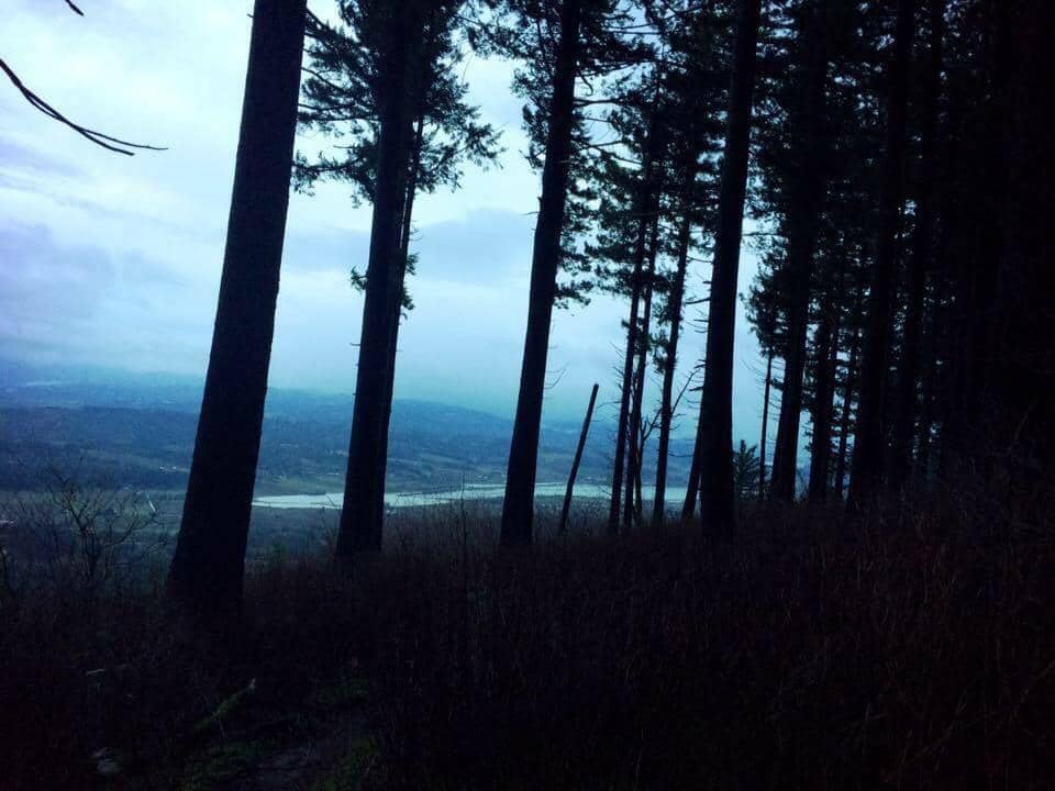 Douglas Fir Woodland