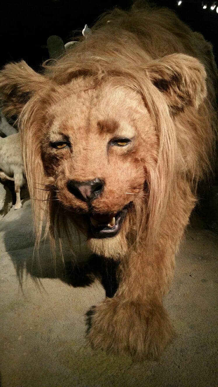 Kikker and Friends Exhibit