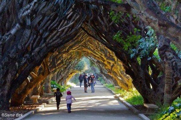 The 'Tarzan' Tree