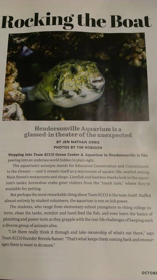 Shark Feeding Frenzy