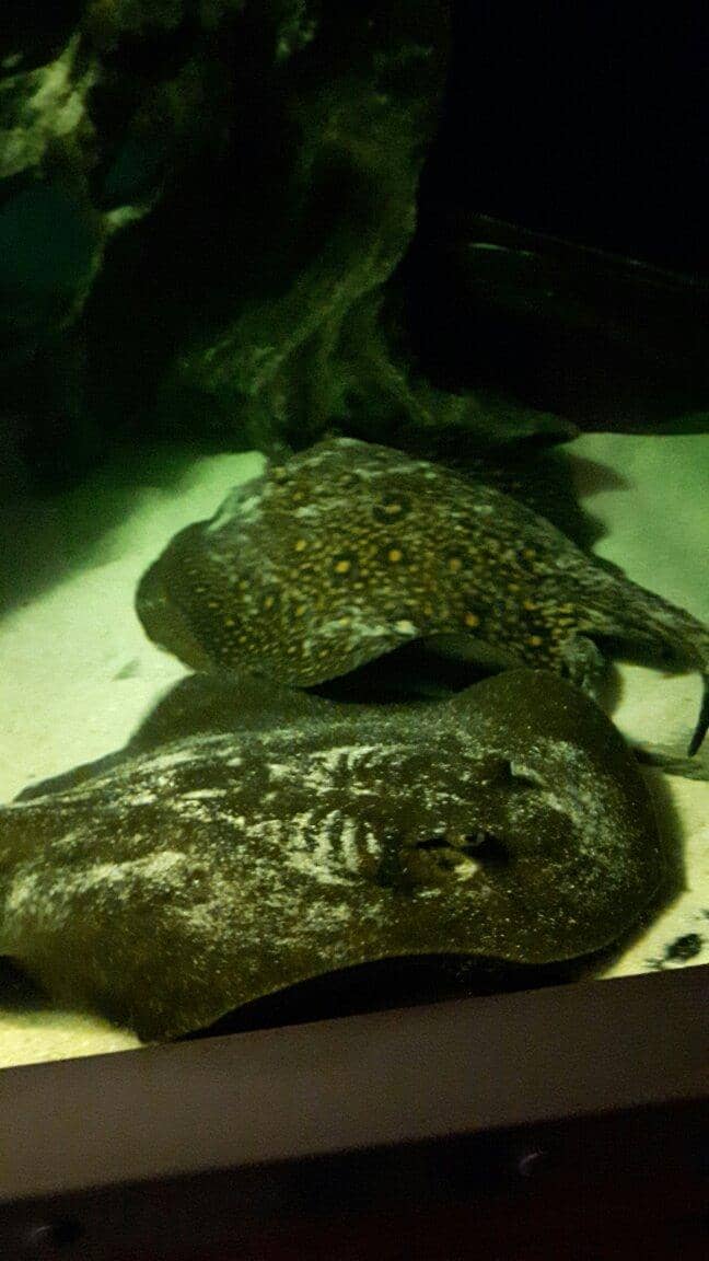Piranha Encounter