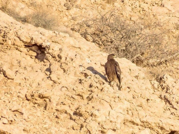 Diverse Birdlife