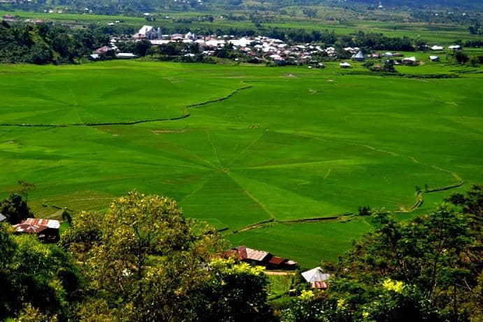 Mystical Foggy Mornings