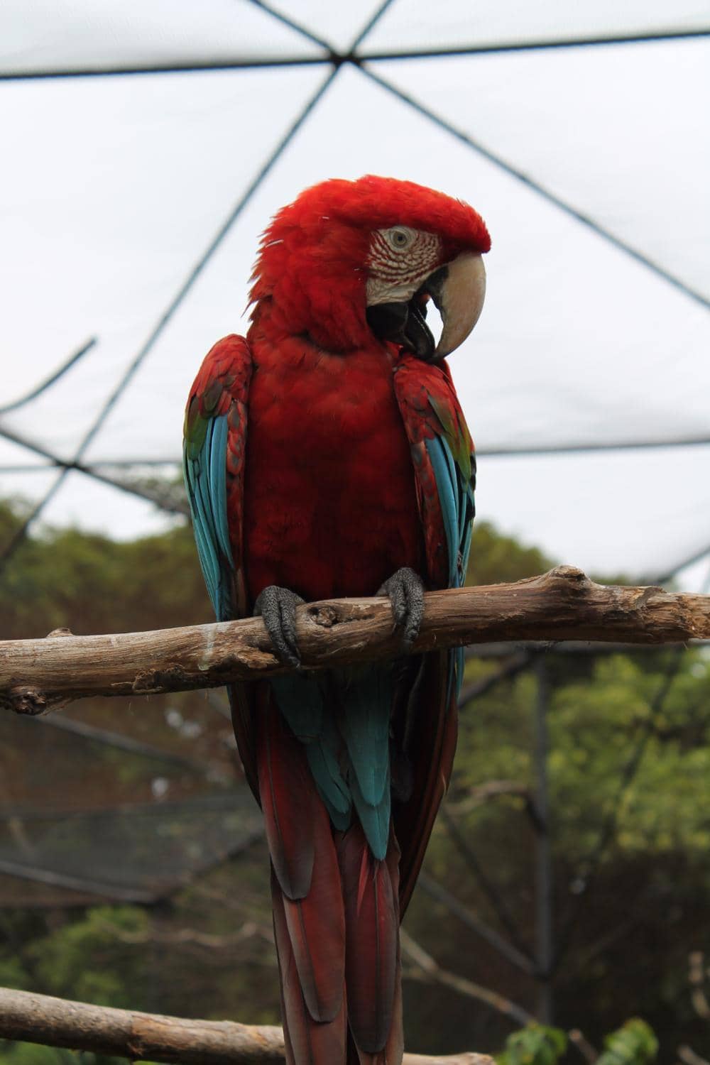 Diverse Animal Collection
