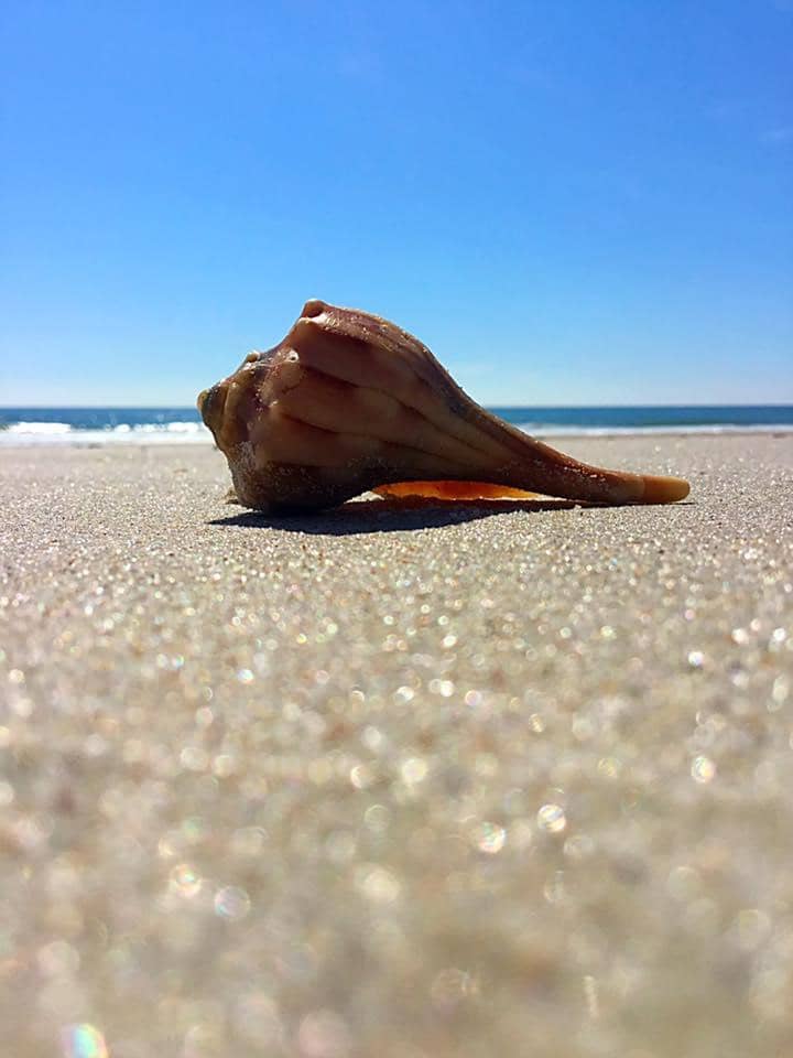 Shark Tooth Hunting