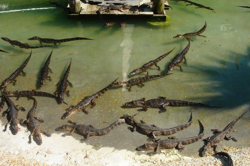 Unique Crab Creations