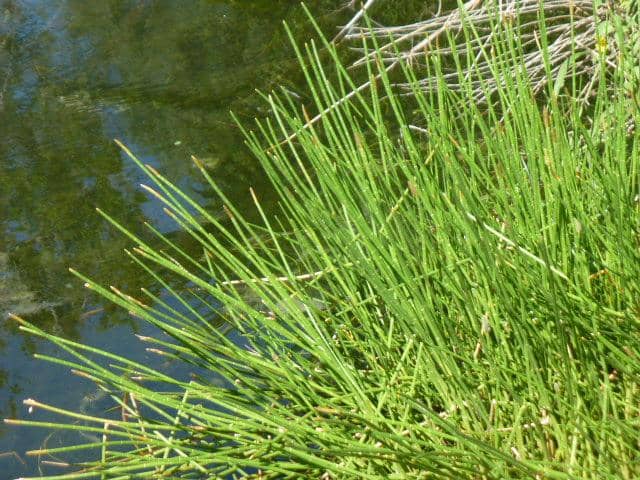 Shaded Nature Trails