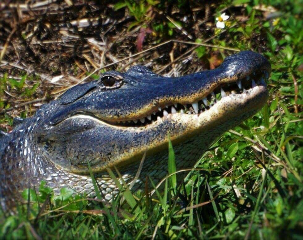 Lake Apopka Loop Trail
