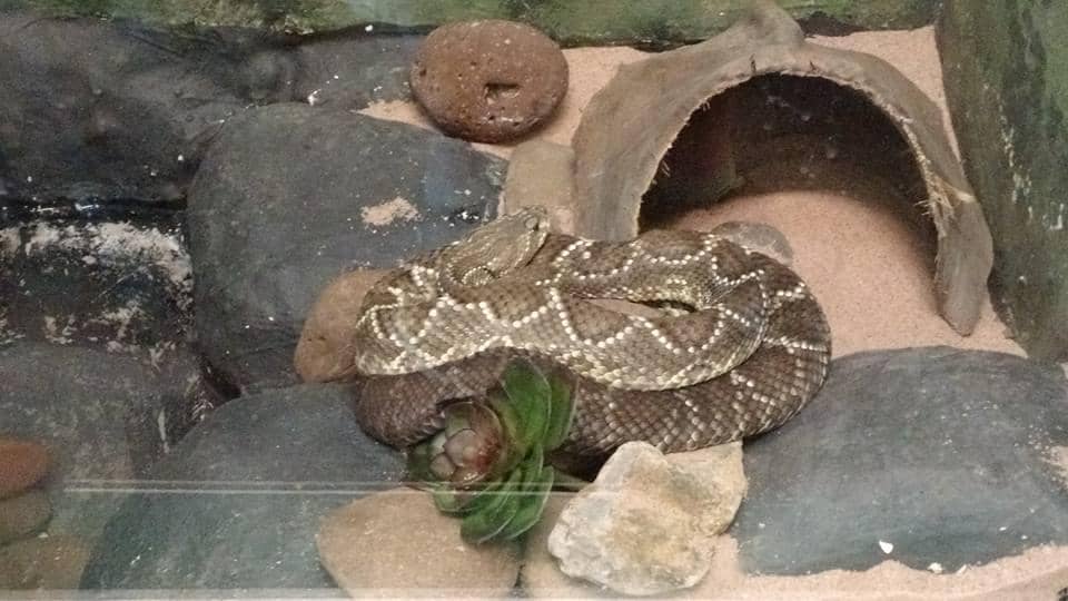 Conservation Efforts