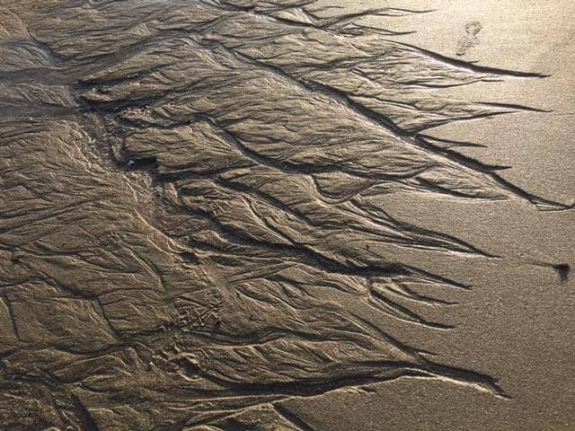 Tide Pool Exploration