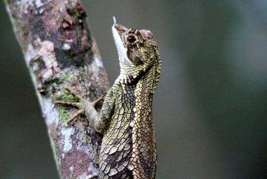 Diverse Wildlife