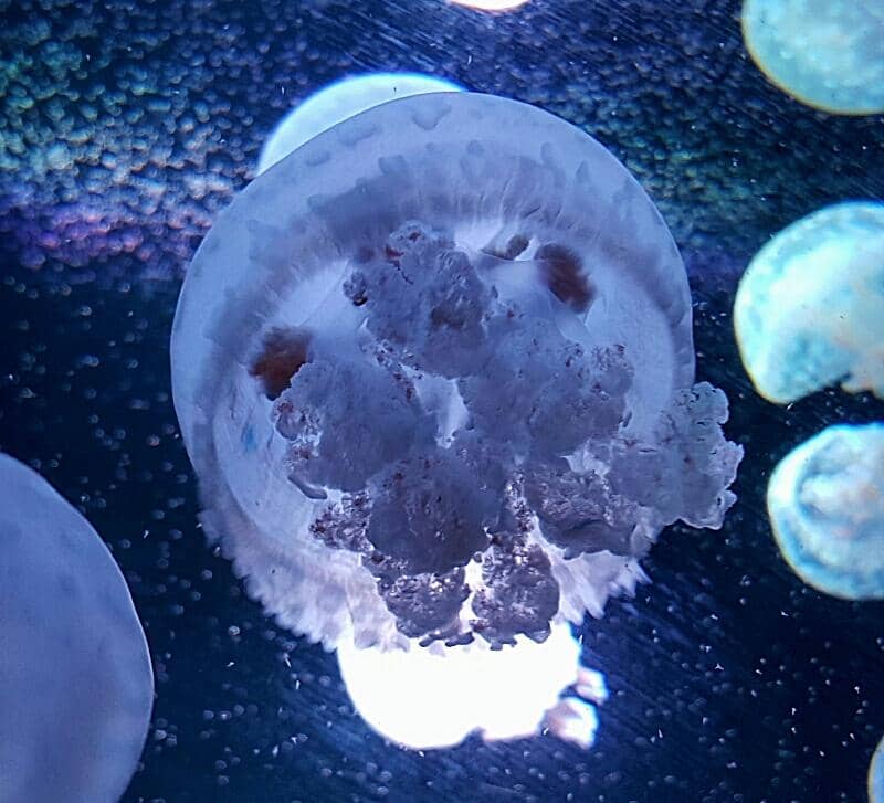 Modern Exhibition Zones