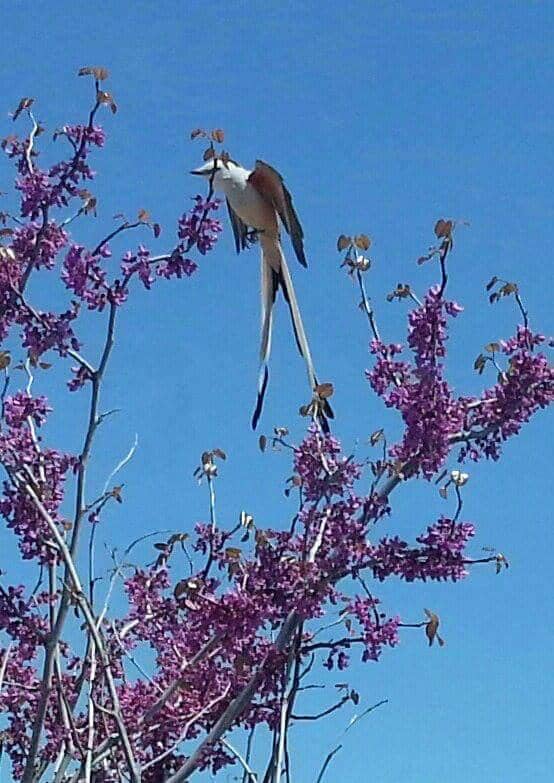 Girl Scout Cookie Origins