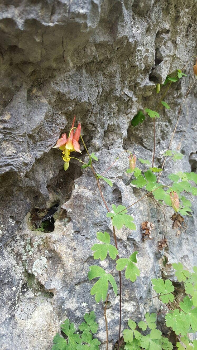 Crow Point Trail