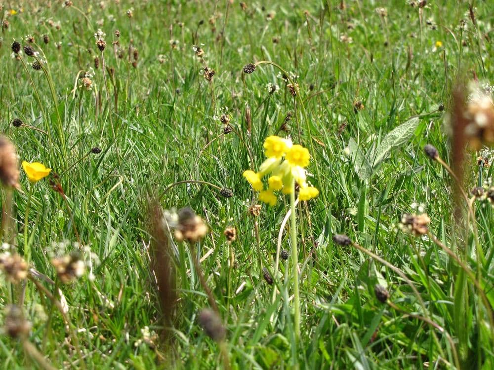 Woodland Walking Paths