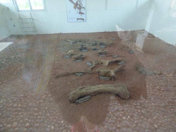 Seashell Fossils Site