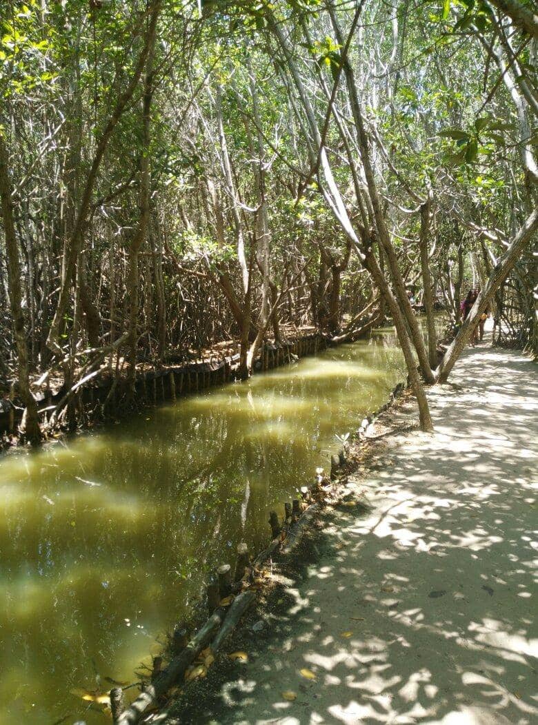 Mangrove Swamps