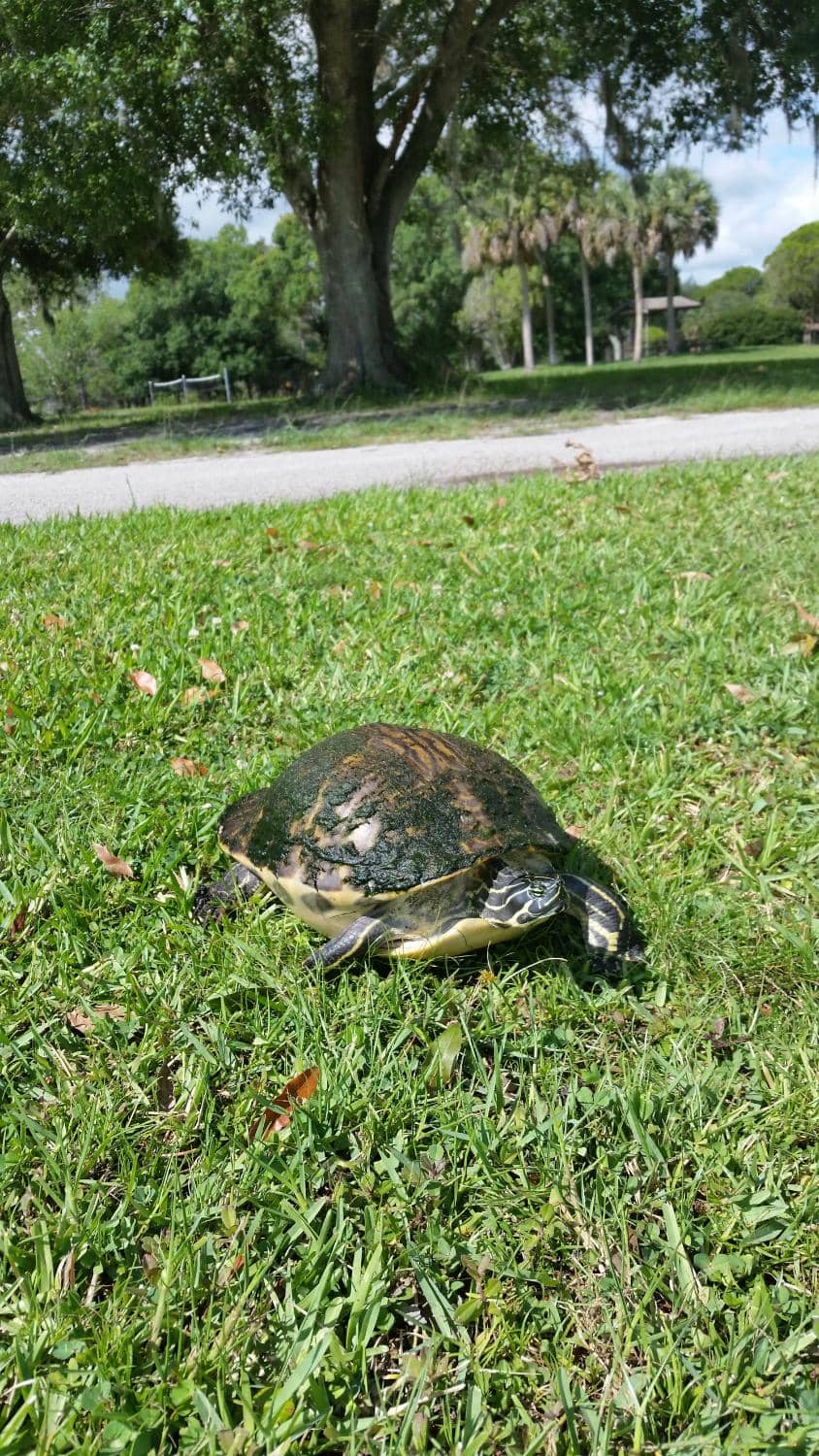 Lakeside Kayaking & Wildlife