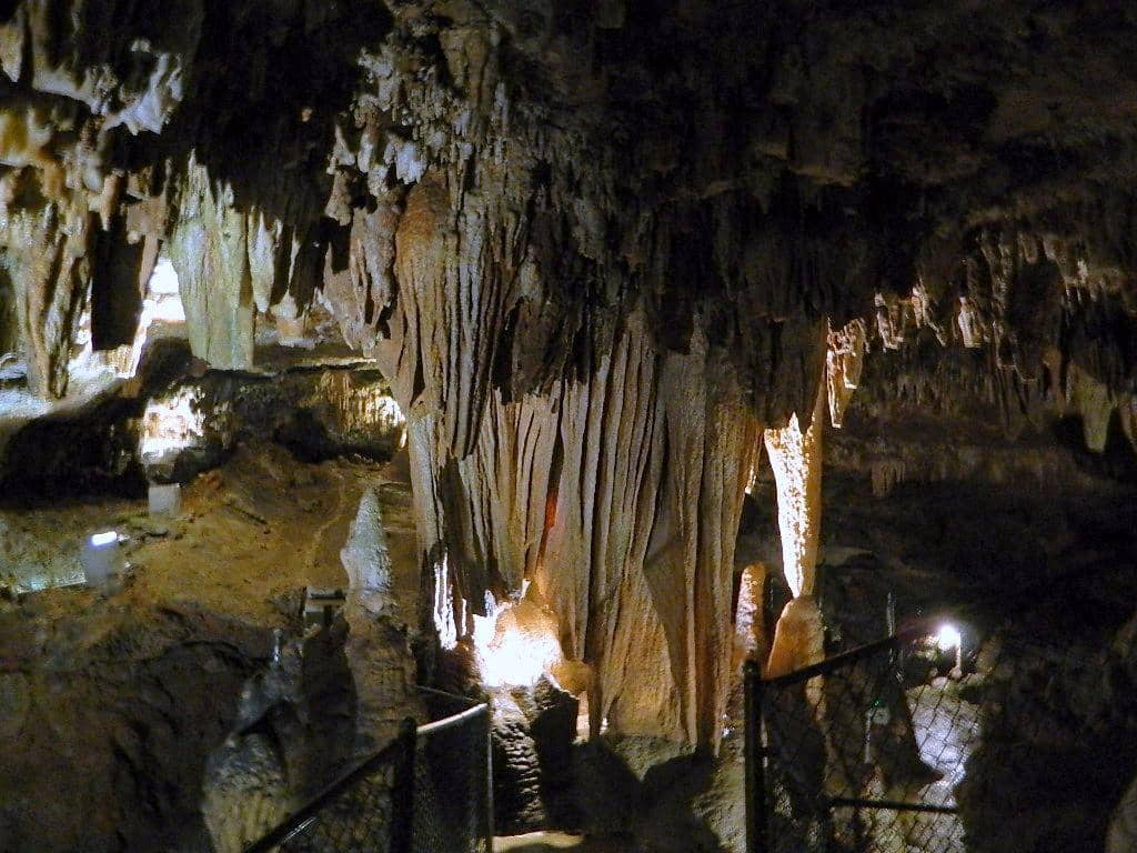 Resident Feline Friends