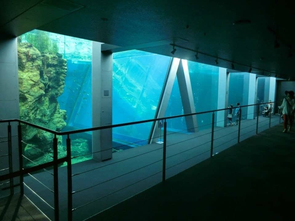 Diverse Marine Life