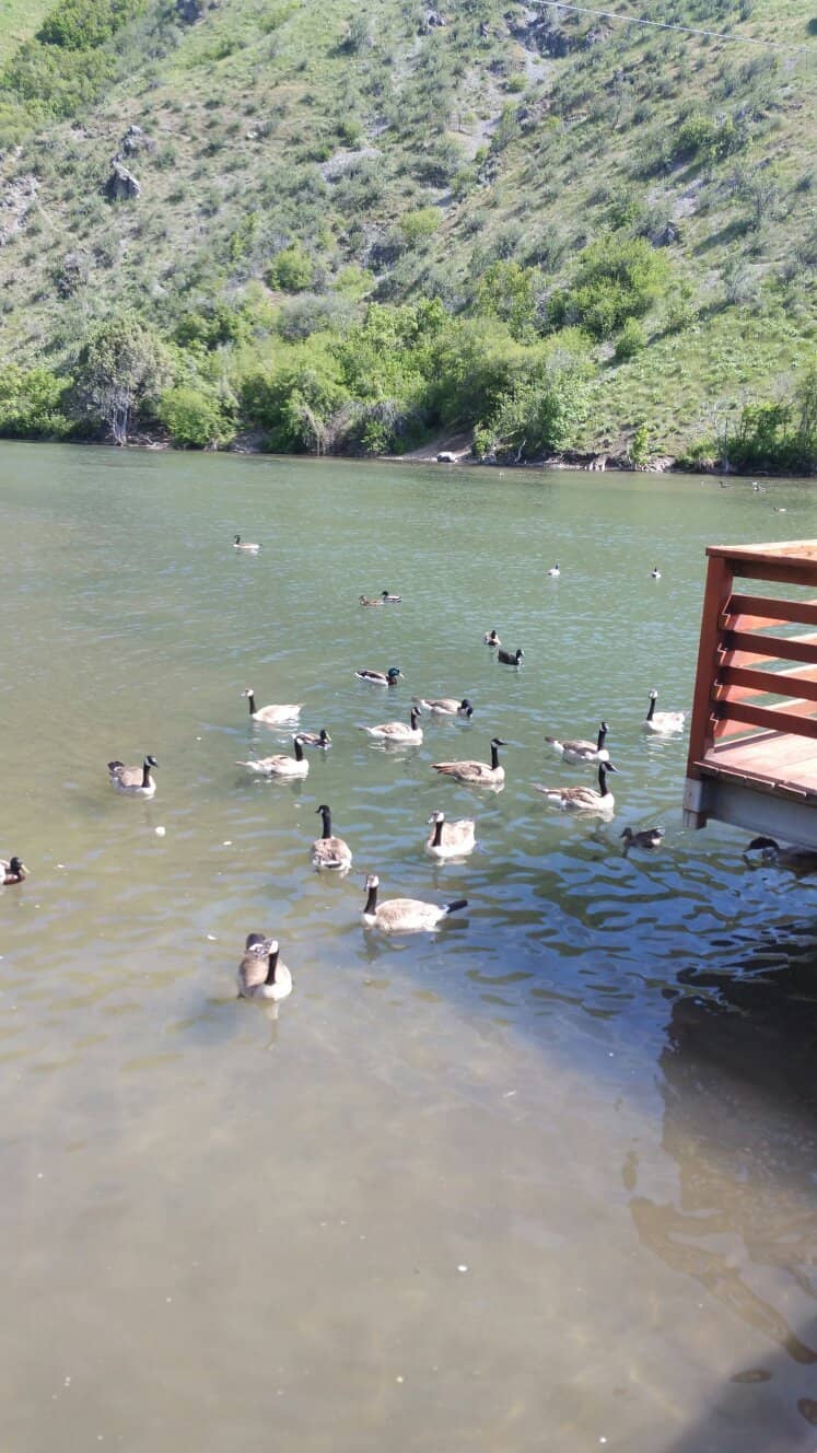 Duck Watching