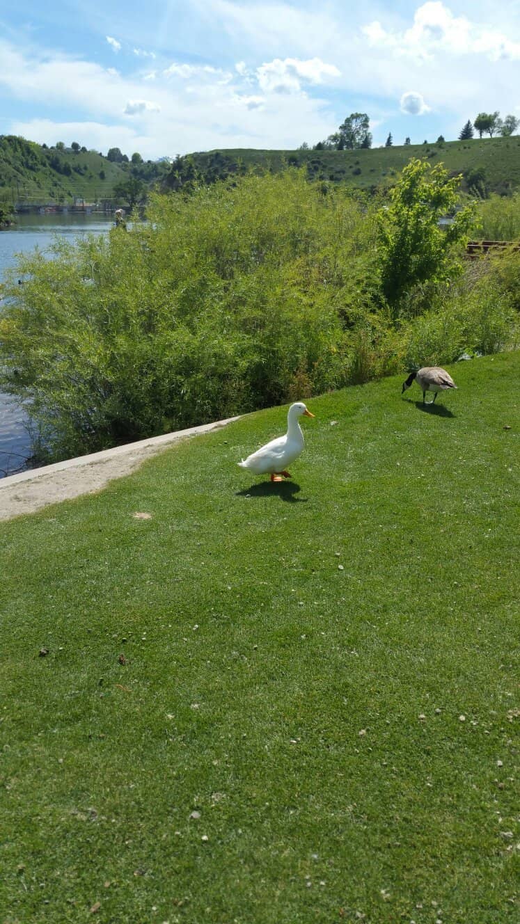 Picnic Paradise