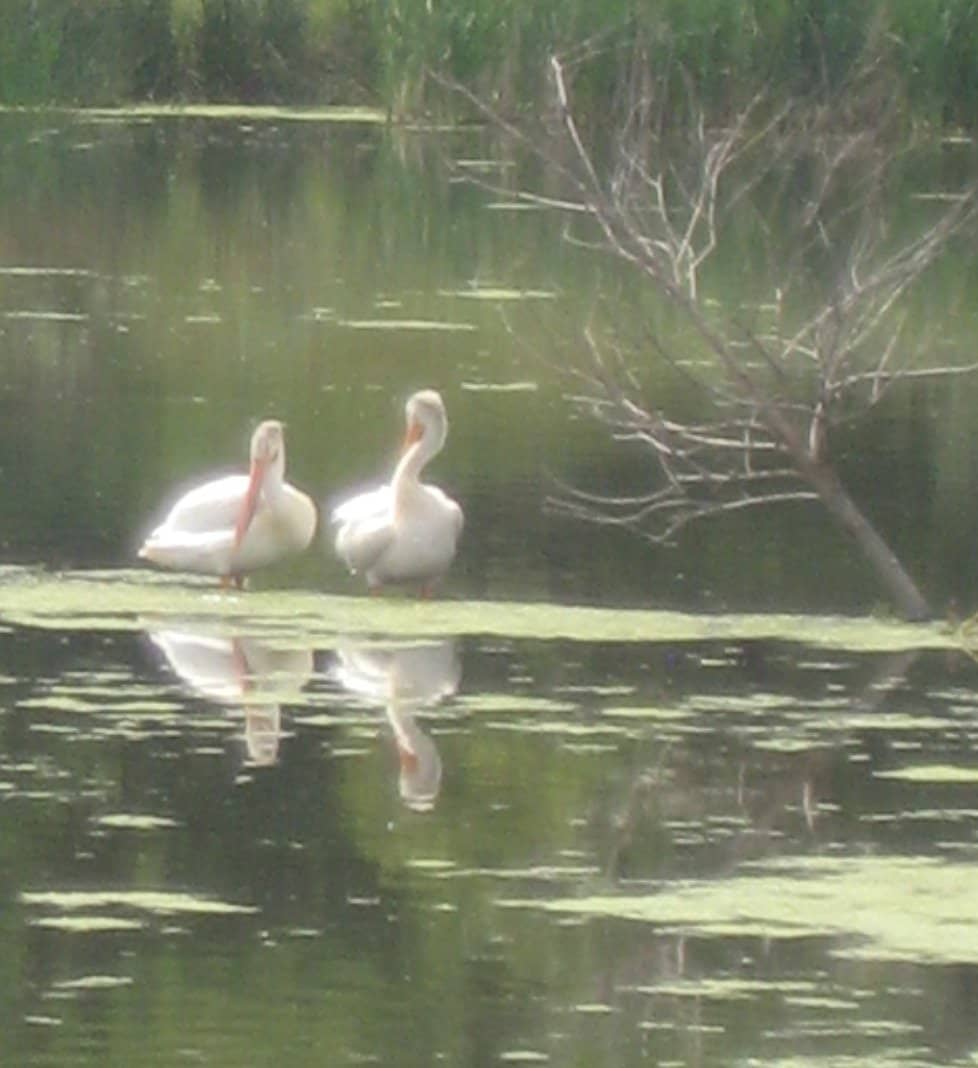 Fort Edmonton Footbridge