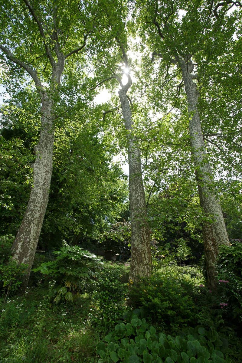 Botanical Gardens