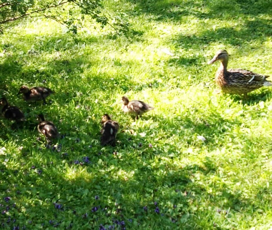 Children's Playground