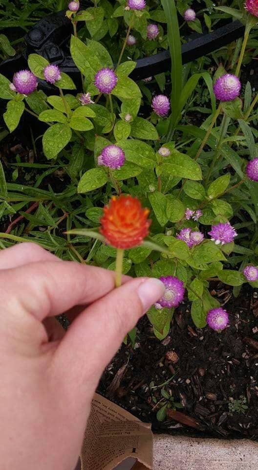 Richard Gardner House