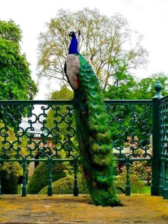Peaceful Park Ambiance