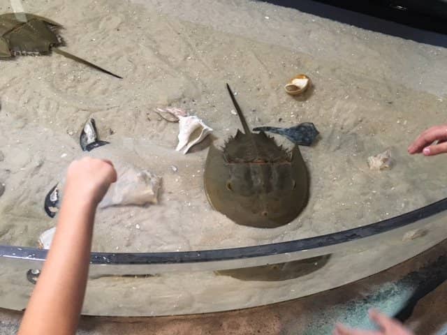 Skidaway River Nature Trails