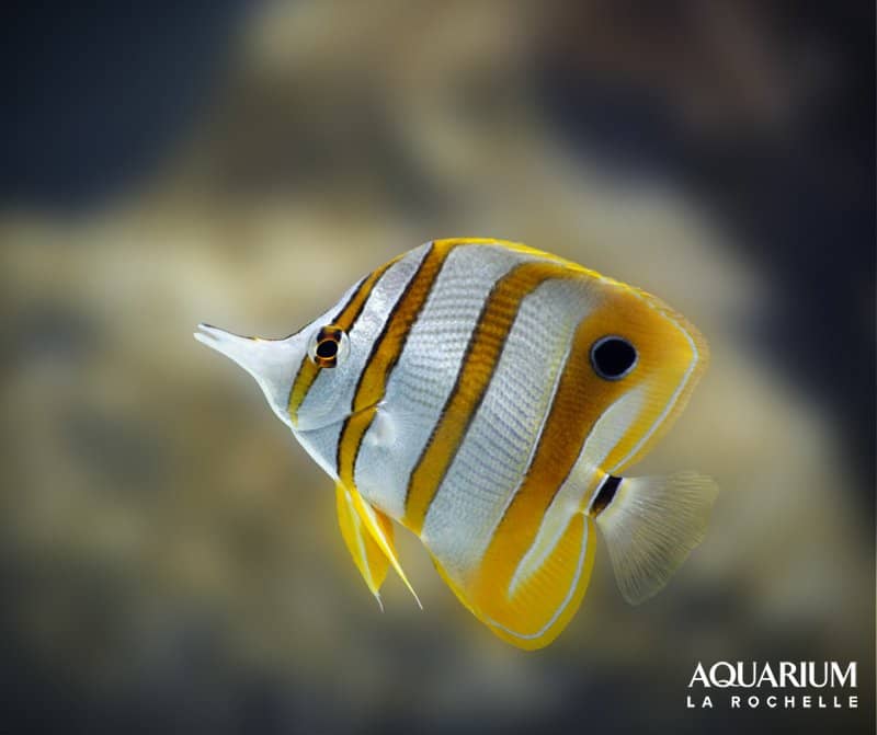 Diverse Marine Life