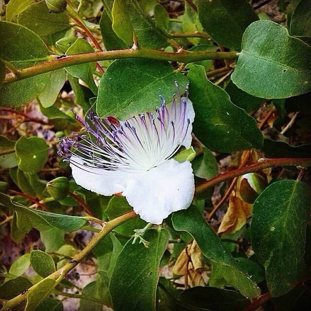 Fabulous Rock Churches