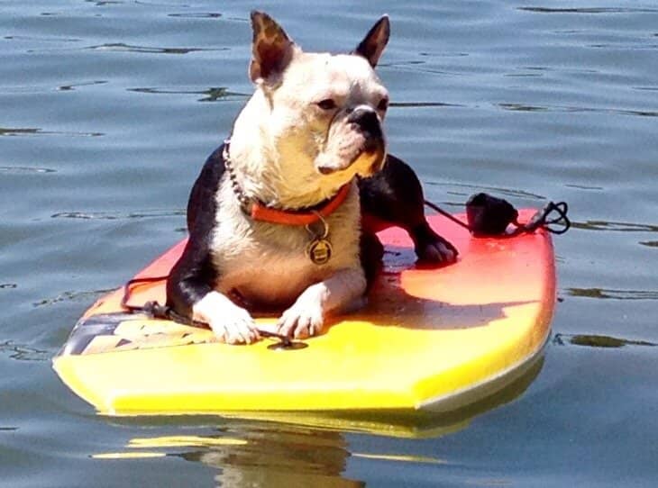 Fenced Dog Play Yard