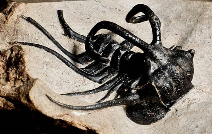 Gemstone and Fossil Collections