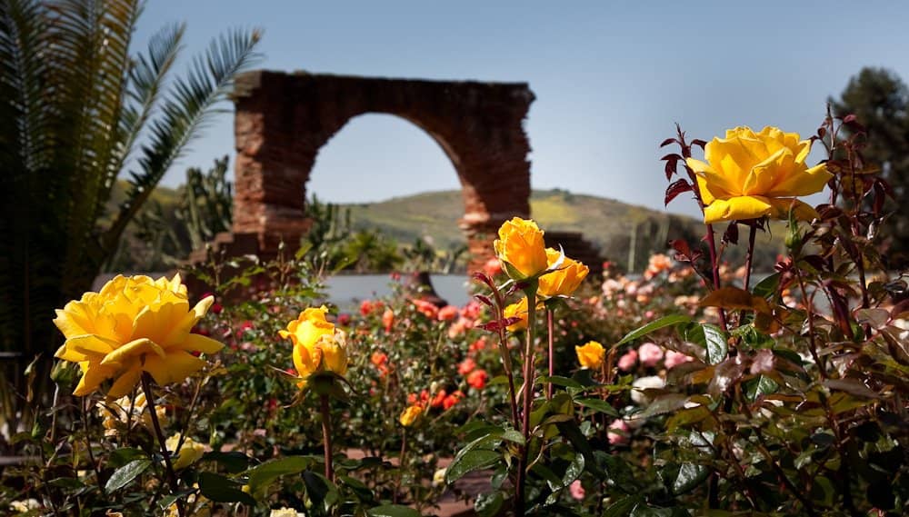 Ancient Peruvian Pepper Tree