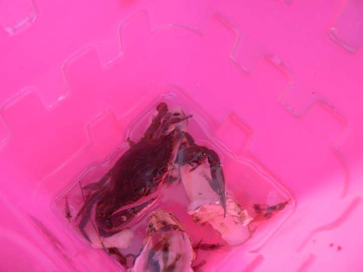 Chesapeake Bay Beaches