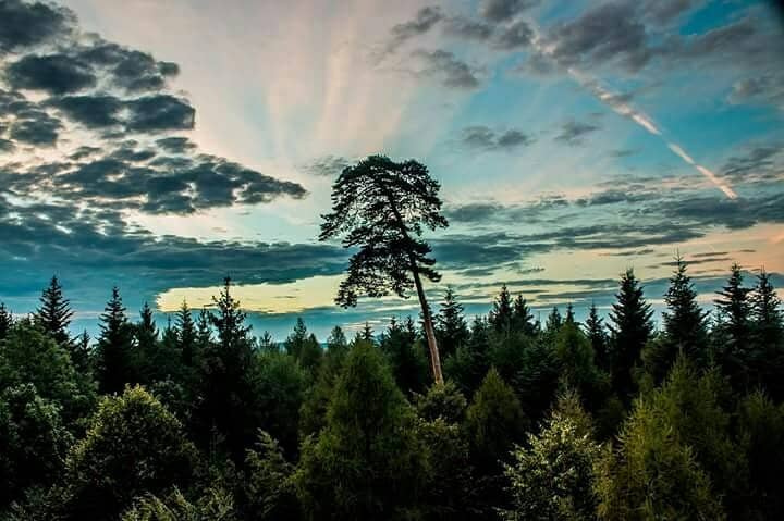 Eschenberg Forest Trails