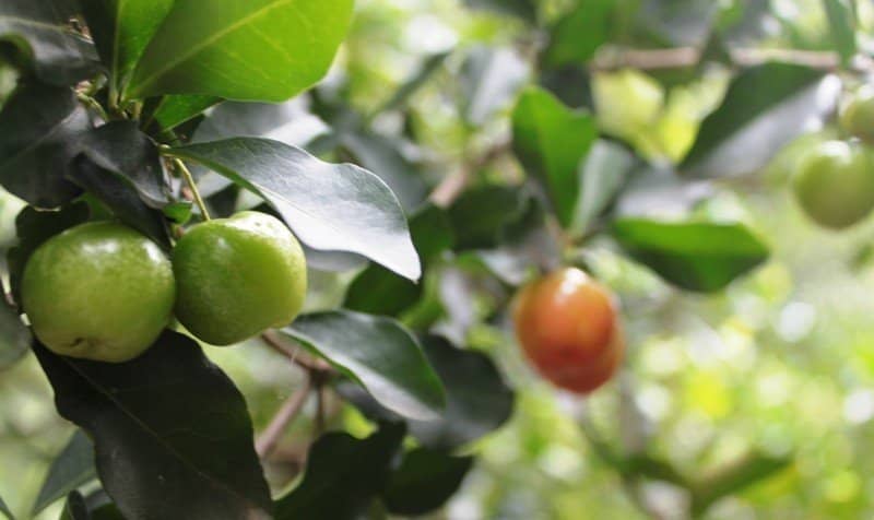 Ayurvedic Herbs & Spices