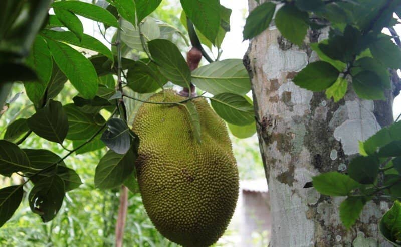 Diverse Fruit Varieties