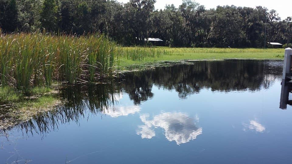 Cypress Swamp Serenity